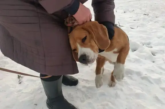 Найдена собака, Таганрог, фото: Бигль найден у Бакинского моста, Таганрог