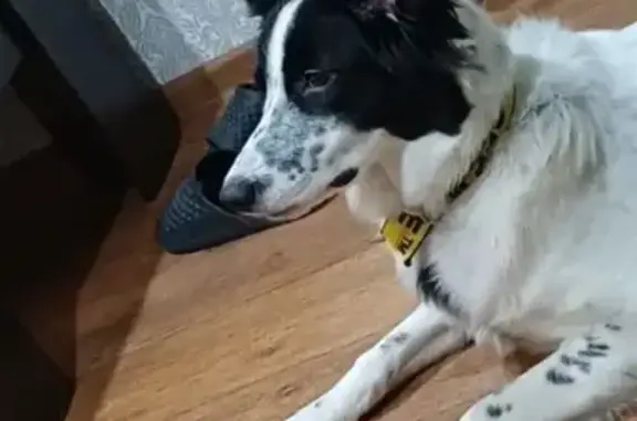 Найдена собака, Красноярск, фото: Найдена собака, ул. Павлова, 37А, Крск