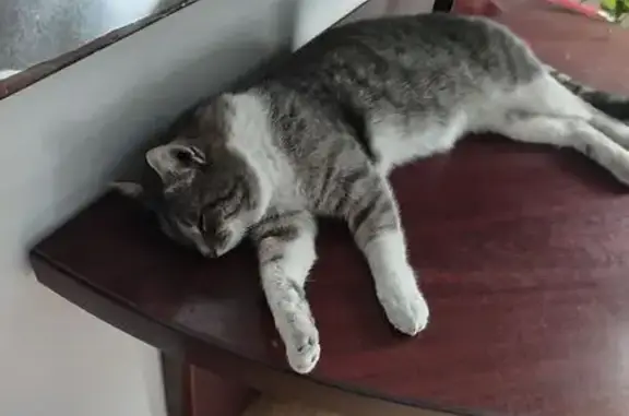 Найдена кошка, Долгопрудный, фото: Кошка найдена: Жуковского 10, Долгопрудный