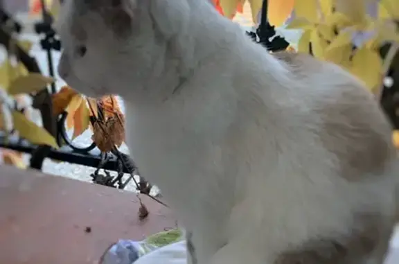 Пропала кошка, Динамовская 41, Саратов - photo