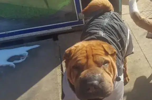 Пропала собака, Спортивная ул., Голубицкая - photo