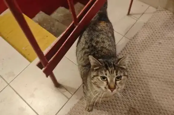 Найденные животные Ростов-на-Дону, фото: Найдена кошка, ул. Жмайлова 23 к2, Ростов-на-Дону