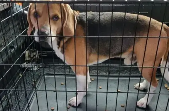 Найдена собака, Яблоновский, фото: Бигль найден: Краснодар, Уральская 212/10