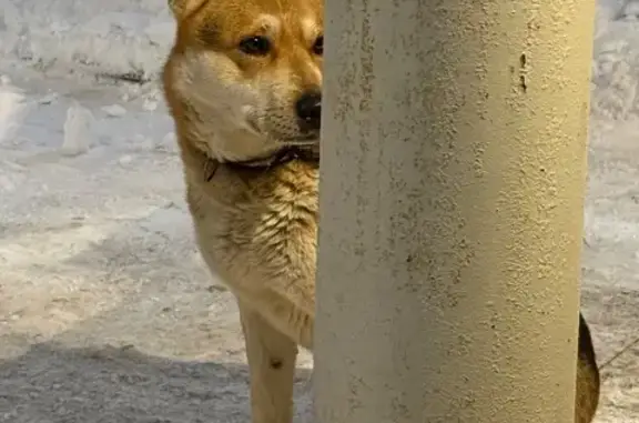 Найденные животные Петрозаводск, фото: Собака найдена: Тапиола, 1, Петрозаводск