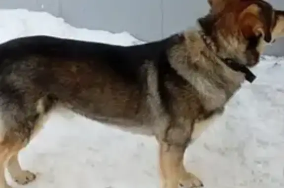 Собака найдена ул. Лизы Чайкиной, Тула - photo