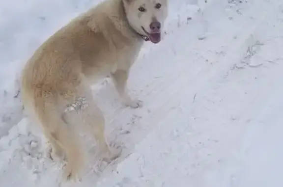 Найдена собака, Сидоровское, фото: Собака найдена: ул. Строителей, Сидоровское