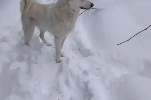 Собаки потеряшки, Загорянский, фото: Потеряшка собака, Железнодорожная 46