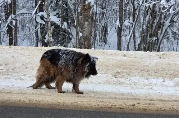 Найдена собака, Покровское, фото: Овчарка на Волоколамском ш., Покровское