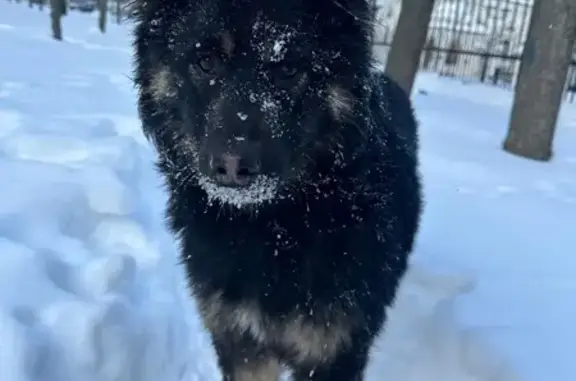 Найденные животные Саратов, фото: Щенок найден на Соборной пл., 3, Саратов