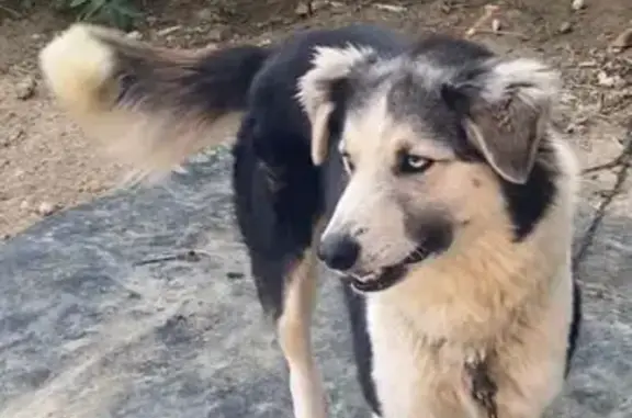 Пропала собака, ул. Механизаторов, Раздольное - photo