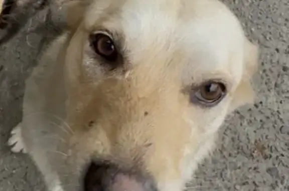 Пропала собака Сеня, Теневой пер., 1/2, Сочи - photo