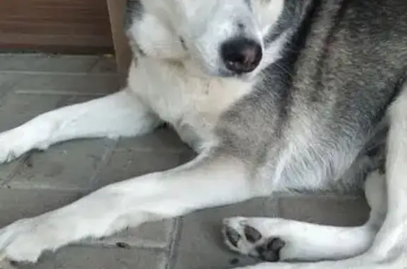 Пропала собака, Приовражная 32, Стрелецкое - photo