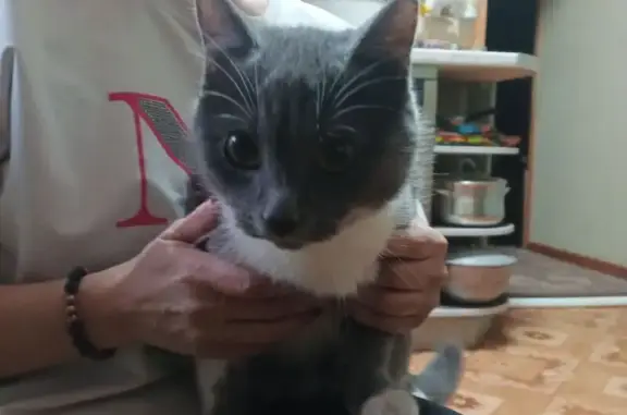 Найденные животные Челябинск, фото: Кошка найдена: Кокчетавская 16, Челябинск