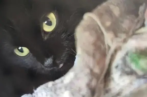 Кошки потеряшки, Братск, фото: Потеряшка черная кошка, Братск, Иркутская обл.