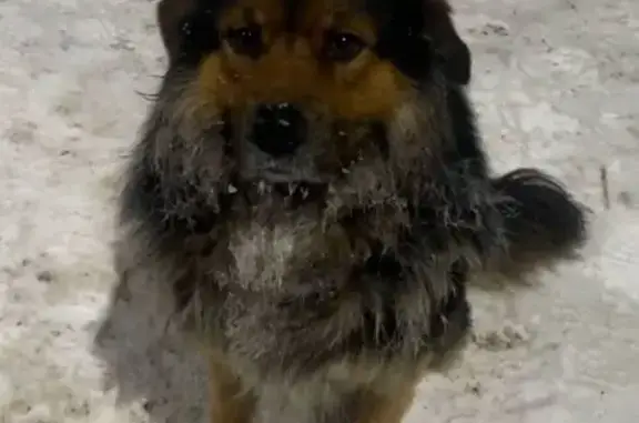 Найдена собака, Некрасовский - photo