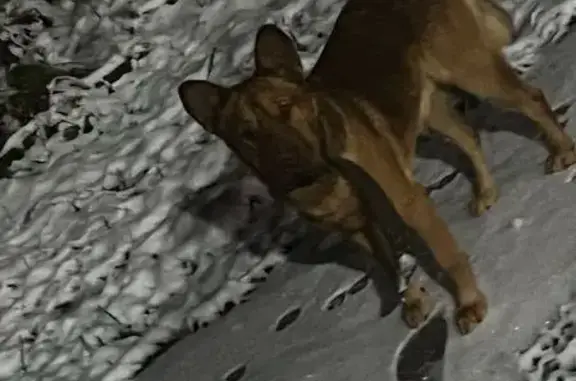 Пропала собака на ул. Ленина, 37А, Струнино - photo