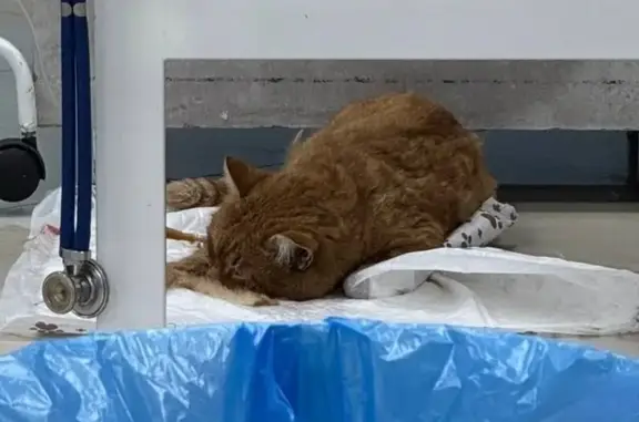 Найдена кошка, Оренбург, фото: Кот в клинике, ищем хозяина: Коростелёвых, 23