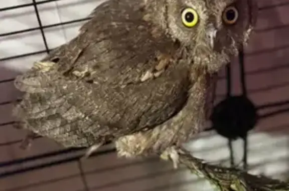 Пропала птица, Москва - photo