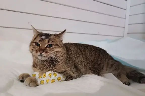 Найдена кошка, Ленино, фото: Кошка найдена: Живописная ул., 39, Ленино