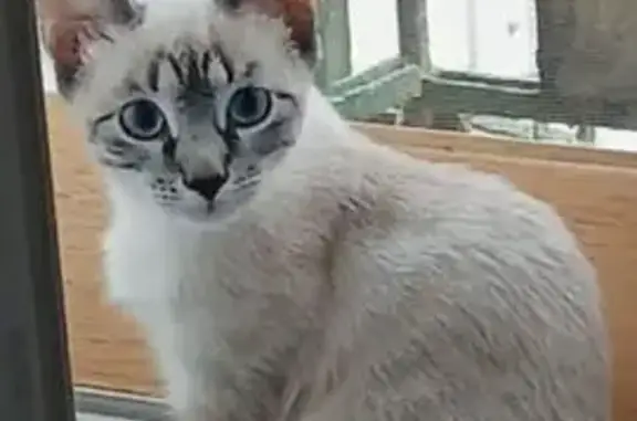 Пропала кошка, Комсомольская наб. 12 - photo