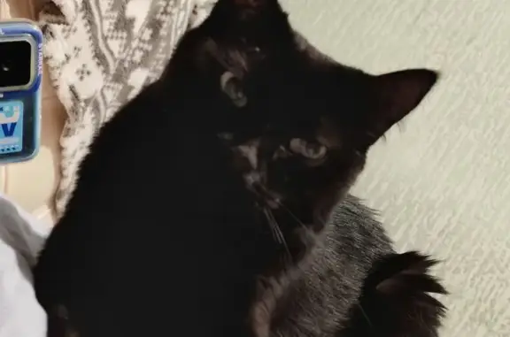 Кошки потеряшки, Братск, фото: Потеряшка черная кошка, Карла Маркса 22, Братск