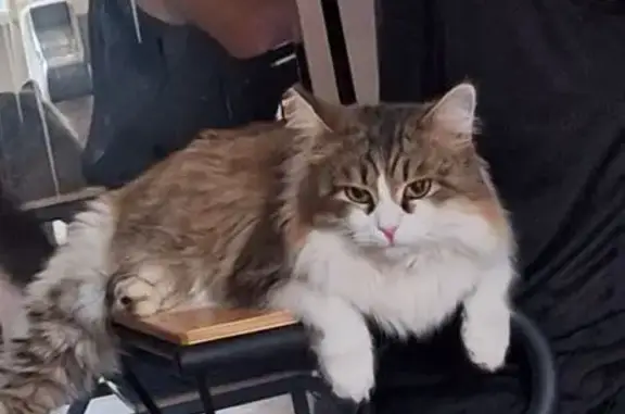 Пропала кошка, Пермский край - photo