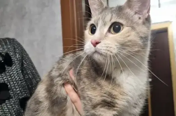 Найдена кошка, Калининград, фото: Кошка найдена, Садовая 23, Калининград