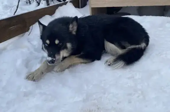 Найдена собака, Самара, фото: Найдена собака, ул. Мира 91, Самара