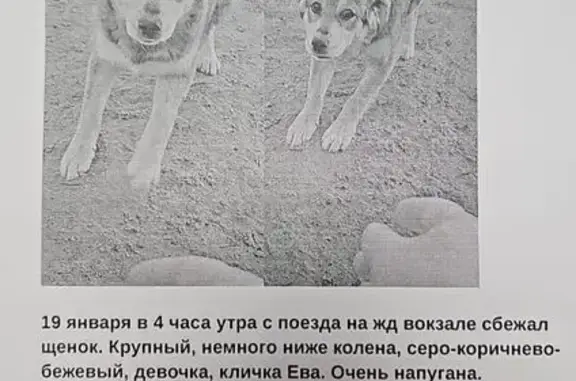 Пропала собака у Вокзальной пл., 20, Астрахань - photo
