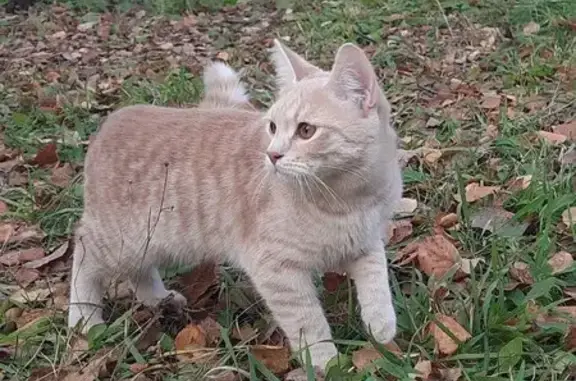 Пропал кот, Сарс, Пермский край - photo