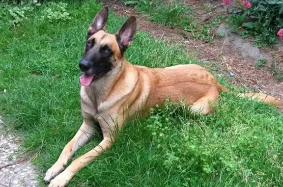 Собаки потеряшки, Беляницы, фото: Потеряшка собака, Беляницы, Ивановская обл.