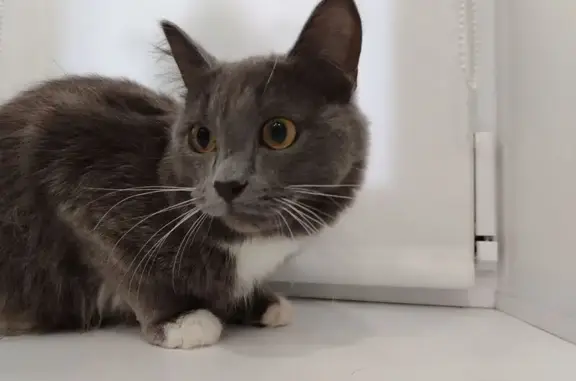 Найдена кошка, Касли, фото: Кошка найдена: Стадионная, 99, Касли