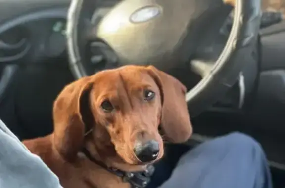 Пропала такса, Стадионный пер., Батайск - photo