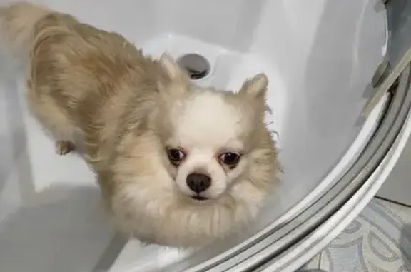 Найдена собака, Санкт-Петербург, фото: Собака найдена на ул. Седова, СПб