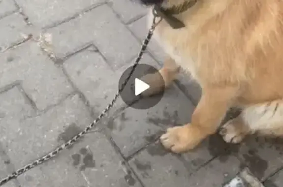 Найдена собака, Белгород, фото: Собака найдена: Студенческая ул., Белгород