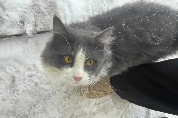 Пропала кошка, Казань, ул. Белинского - photo