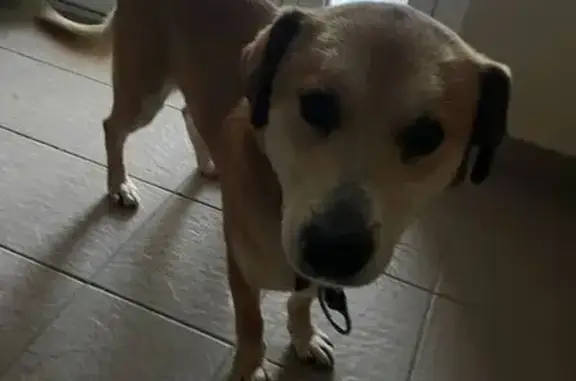 Собака найдена: Маяковского 20, Томск - photo