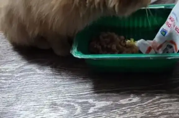 Найдена кошка, Новокузнецк, фото: Кошка найдена на ул. Красилова, Новокузнецк