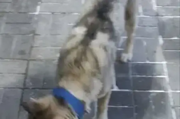 Найдена собака, Томск, фото: Найдена серая собака, ул. Тимакова, Томск