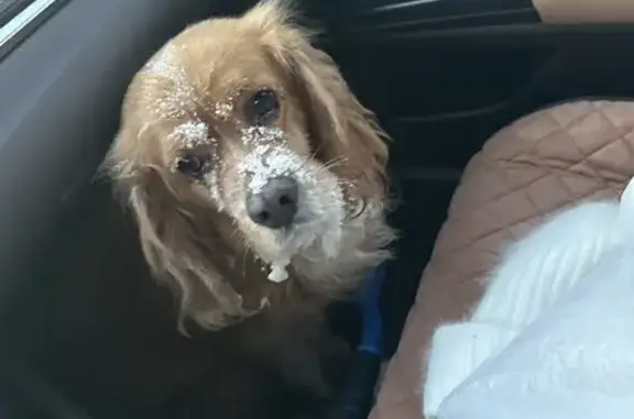 Найдена собака, Ноябрьск, фото: Найдена собака, Ноябрьск, ЯНАО