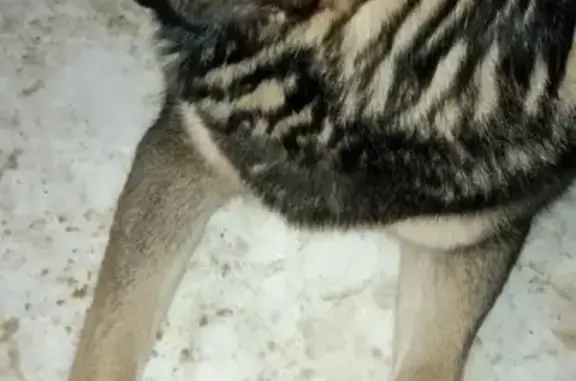 Пропала собака, Знаменка, Орловская обл. - photo