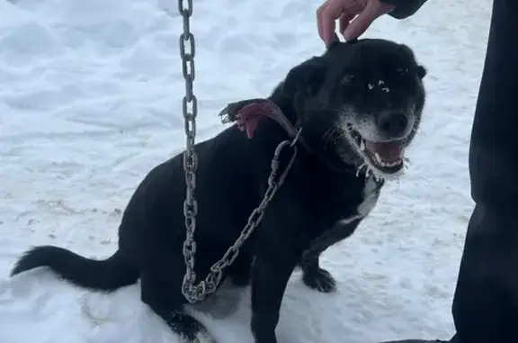 Найдена собака, Тамбов, фото: Собака найдена: Пролетарская ул., 96А