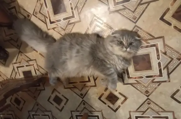 Найдена кошка, Сергиев Посад, фото: Кошка найдена на пр. Красной Армии, Сергиев Посад