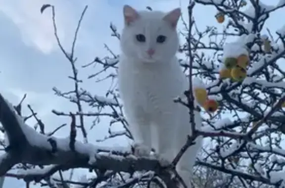 Пропала белая кошка, 4-й Кедровый, 15 - photo
