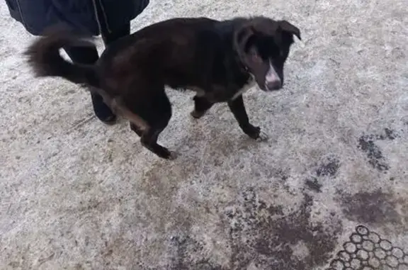 Найденные животные Омск, фото: Найдена собака, Омск, ул. Пушкина