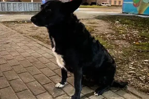 Собаки потеряшки, Нижний Новгород, фото: Потеряшка собака, ул. Дьяконова, Н.Новгород