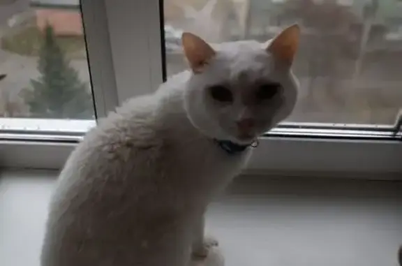 Пропала кошка, ул. Карла Маркса 43, Верхняя Салда - photo