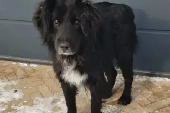 Найдена собака, Ростов-на-Дону, фото: Собака найдена на Западной, 11, Ростов-на-Дону