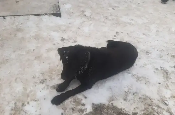 Найденные животные Пенза, фото: Найдена собака, ул. Аксакова, 38Г