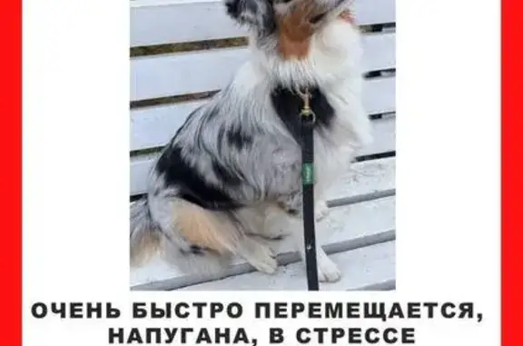Пропала собака на Манчестерской, СПб - photo